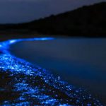 Bioluminescence tour from santa teresa