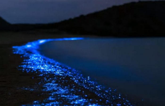 Bioluminescence tour from santa teresa