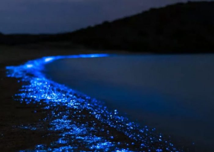 Bioluminescence tour from santa teresa