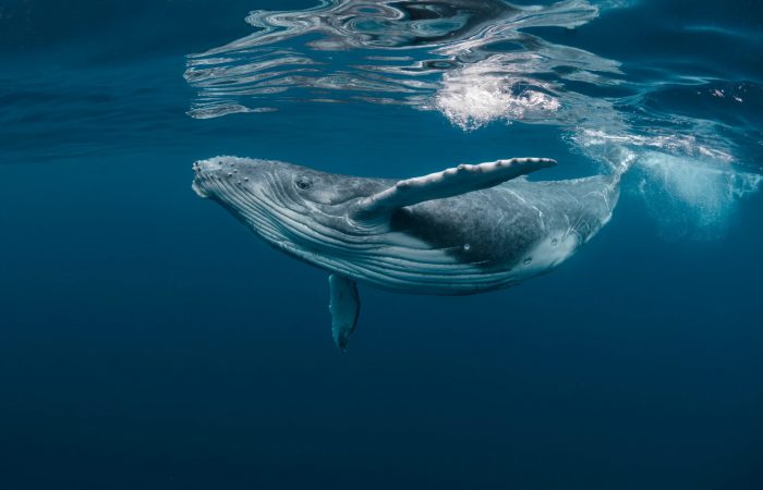 whale watching tour