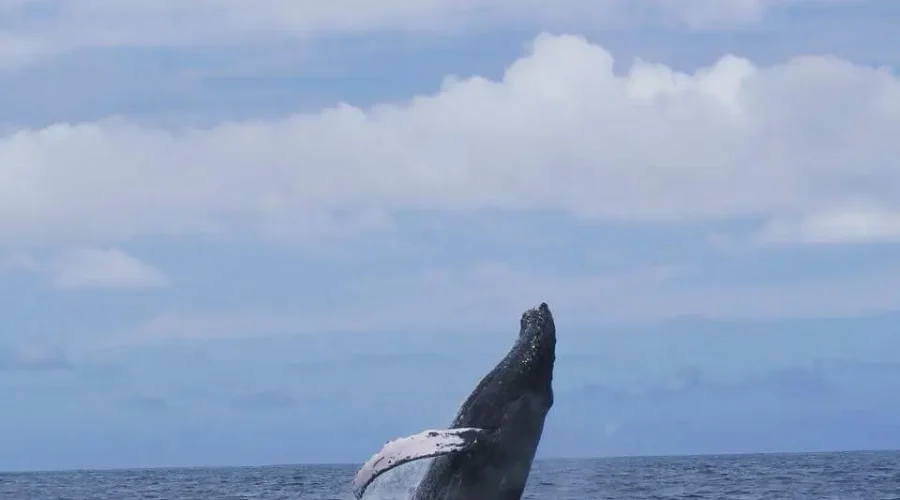 whale in santa teresa costa rica