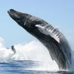 whale watching tour