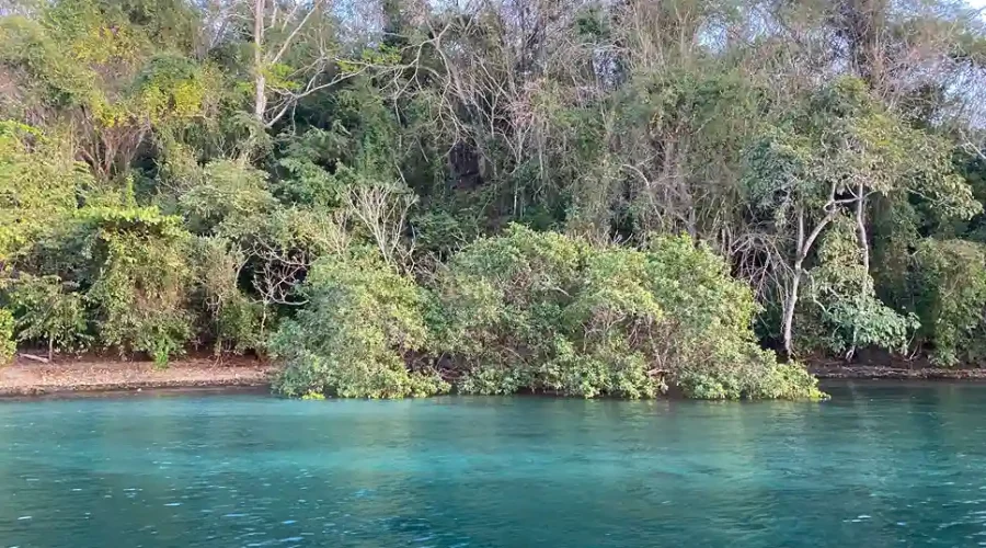 mangrove tour tambor bay