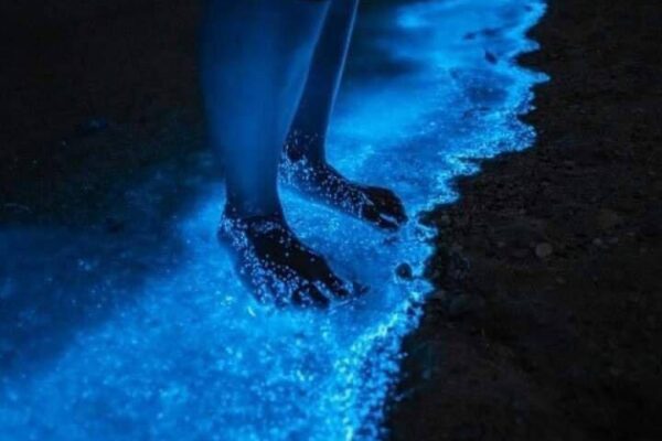 Bioluminescence boat tour