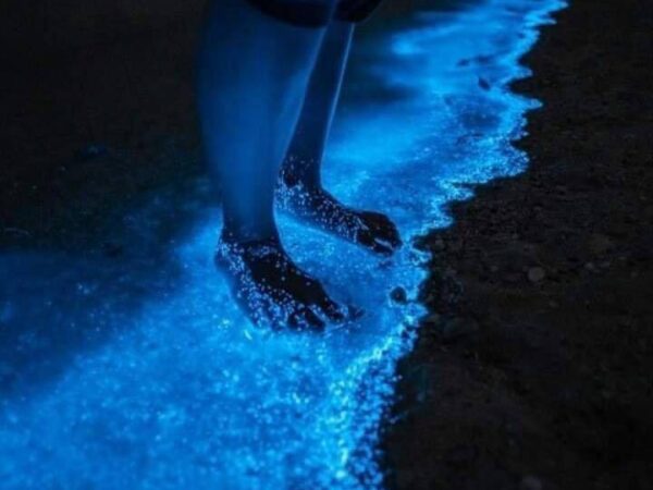 Bioluminescence boat tour