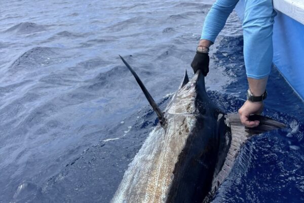 Sport fishing Santa Teresa Costa Rica
