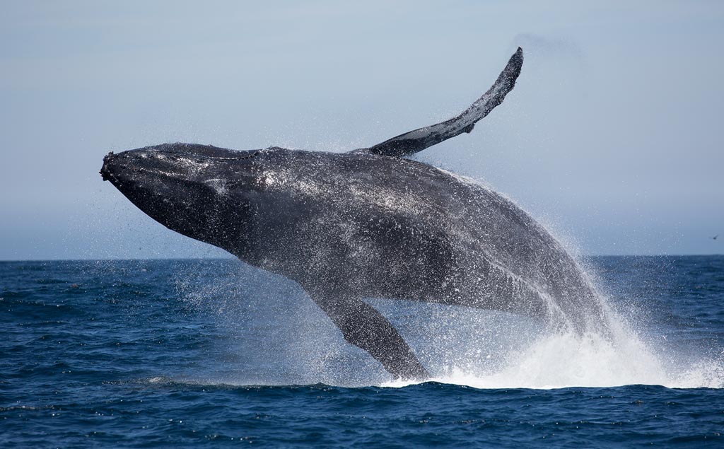 whale jumping in costa rica