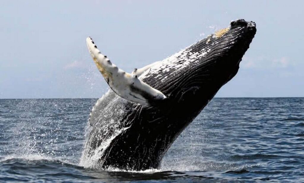 Whale Watching costa rica