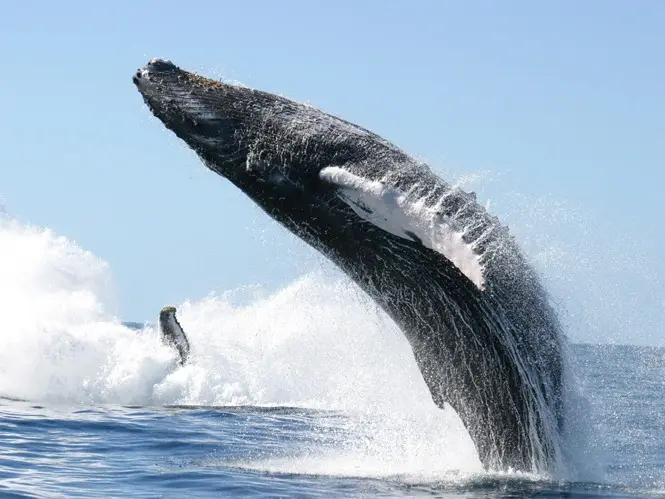 whale season costa rica